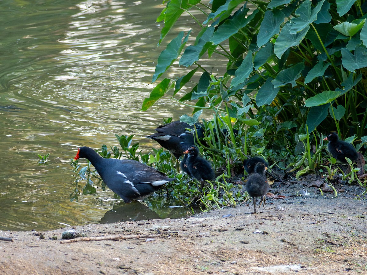 Common Gallinule - ML641210084