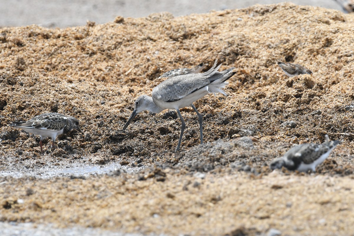 vodouš břehoušovitý - ML641210099