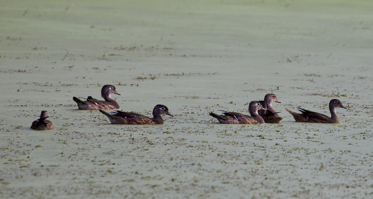 Wood Duck - ML641210112