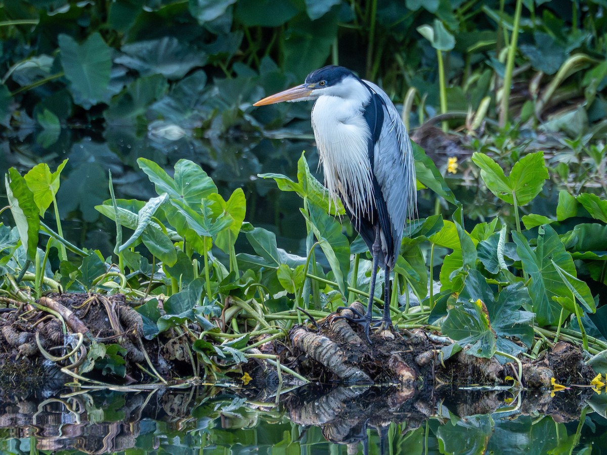 Cocoi Heron - ML641210116