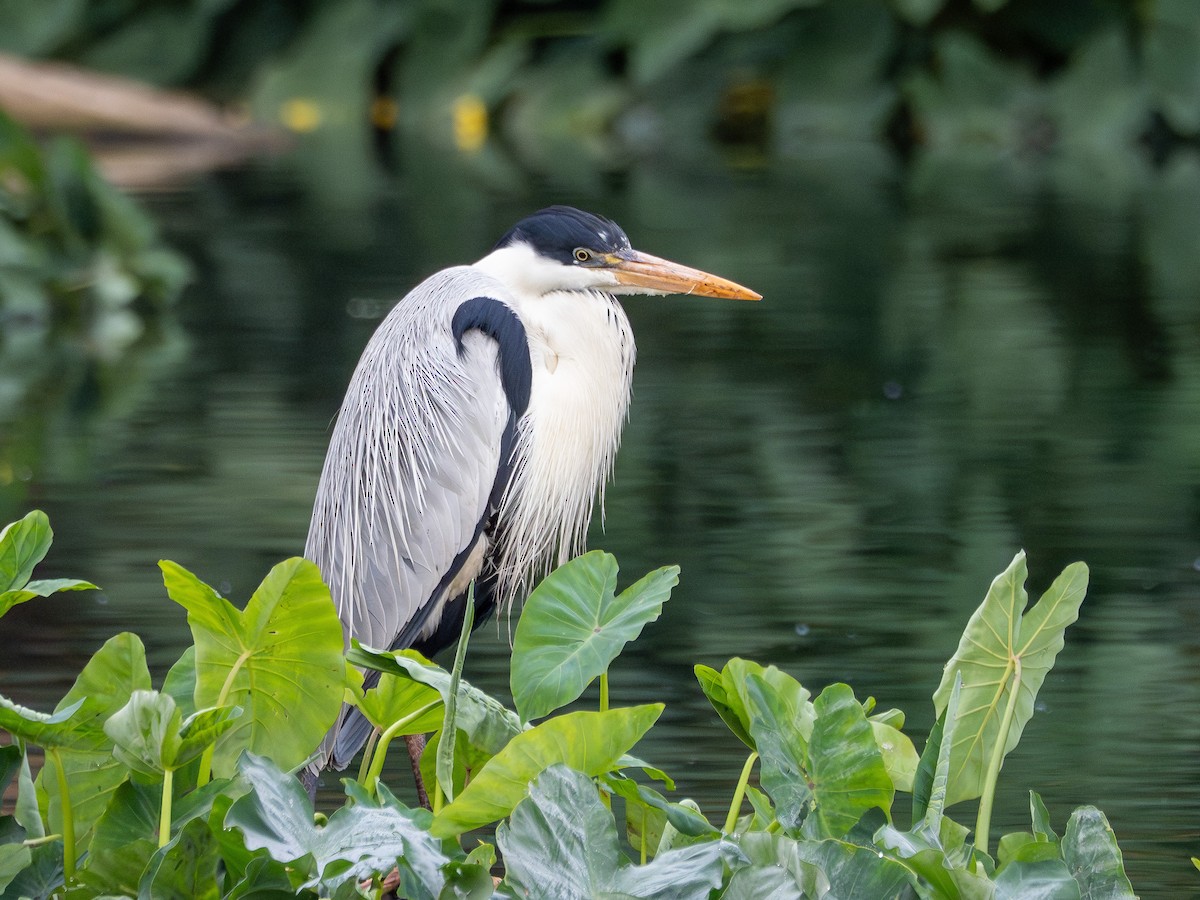Cocoi Heron - ML641210117