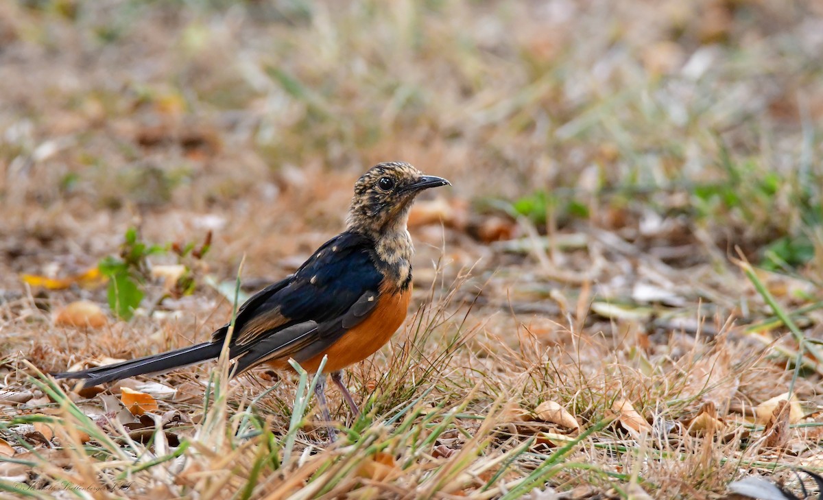 White-rumped Shama - ML641210128
