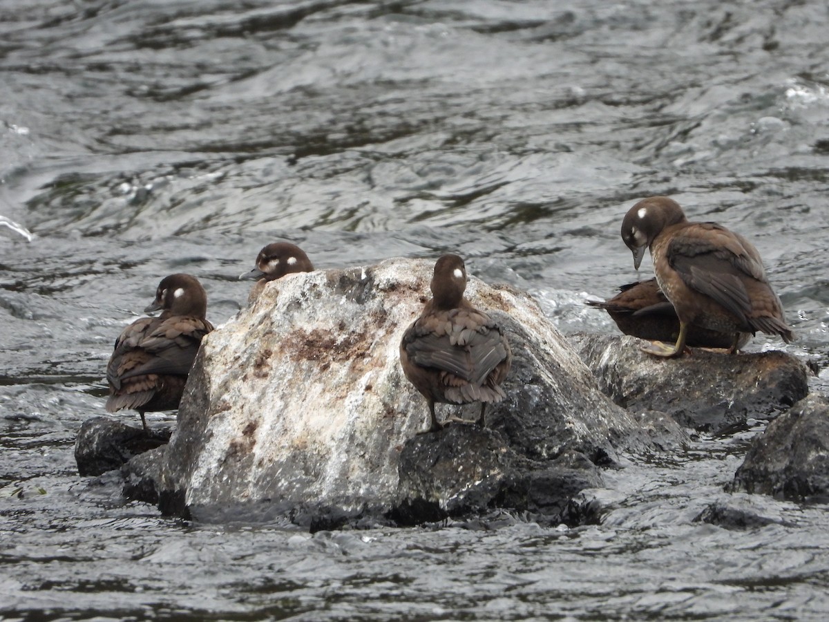 Harlequin Duck - ML641210134