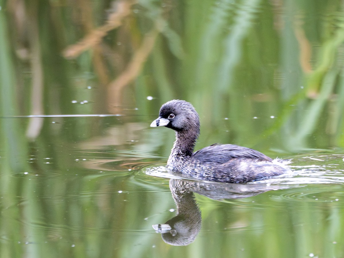 Pied-billed Grebe - ML641210152