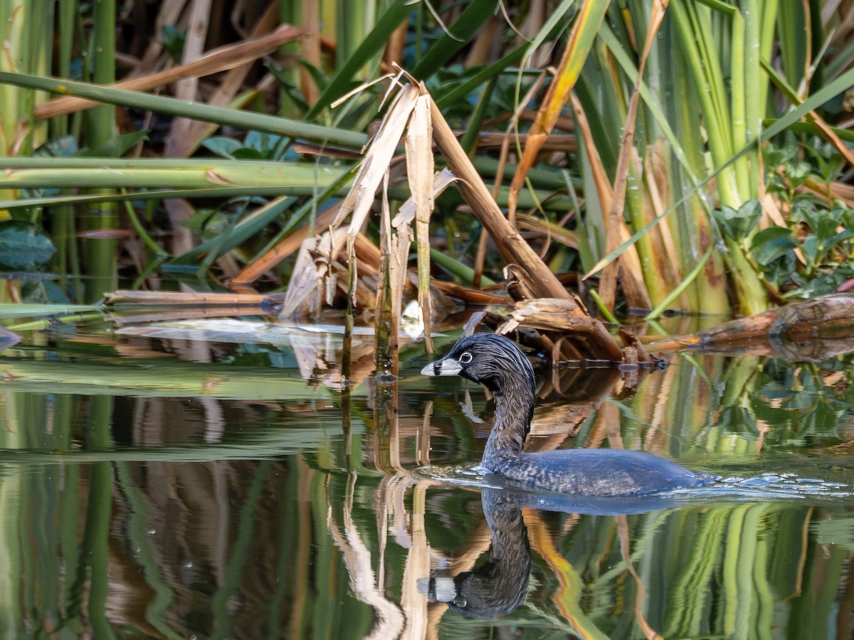 Pied-billed Grebe - ML641210153