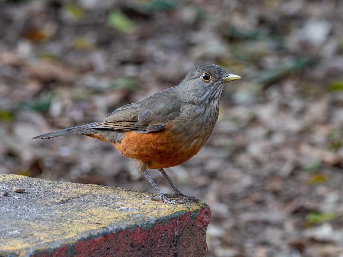 Rufous-bellied Thrush - ML641210160