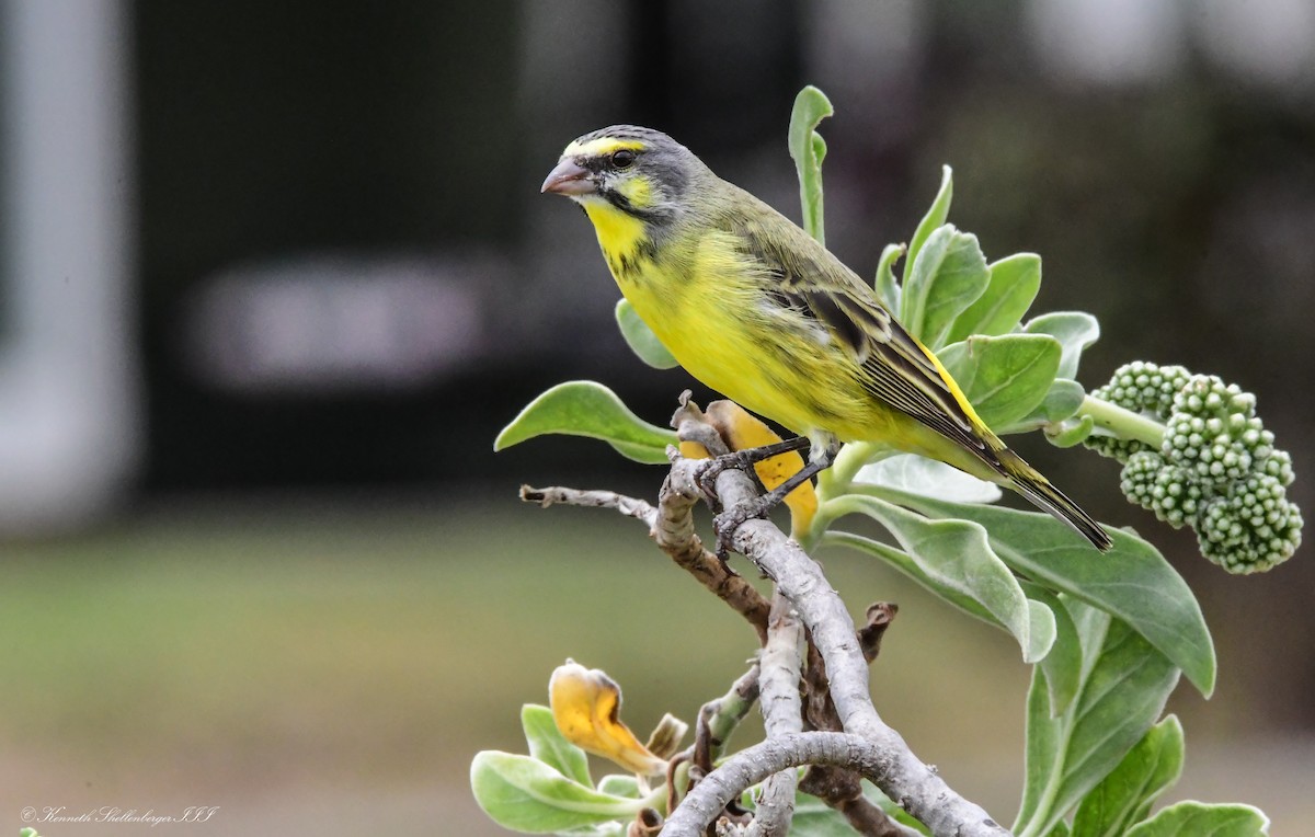 Yellow-fronted Canary - ML641210170