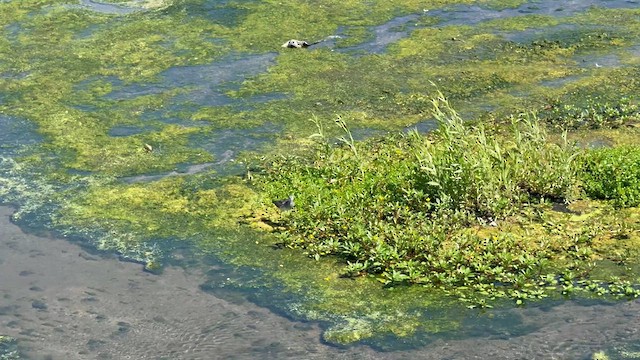 Einsiedelwasserläufer - ML641210199