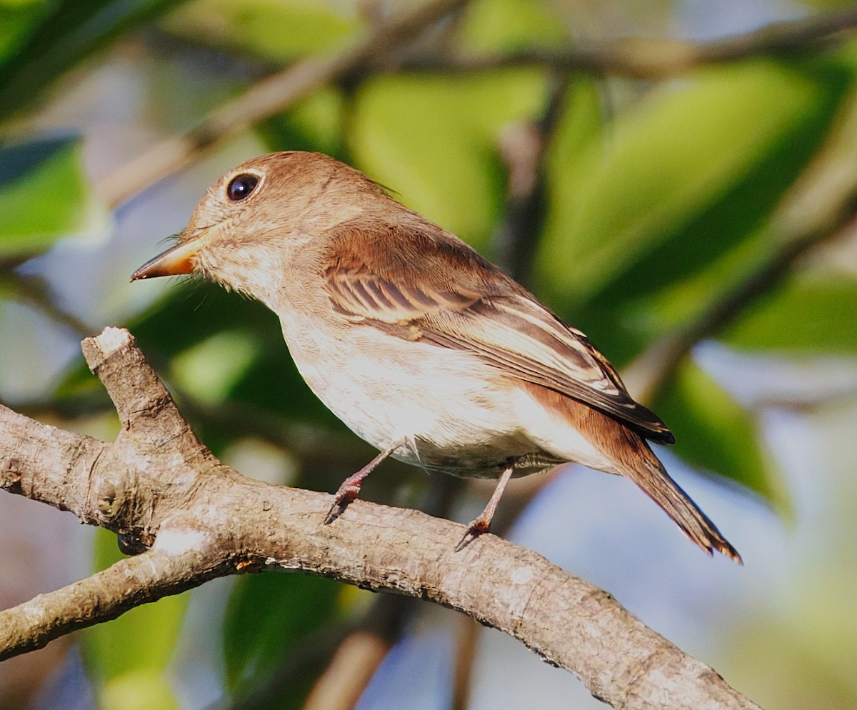 Brown-streaked Flycatcher - ML641210215