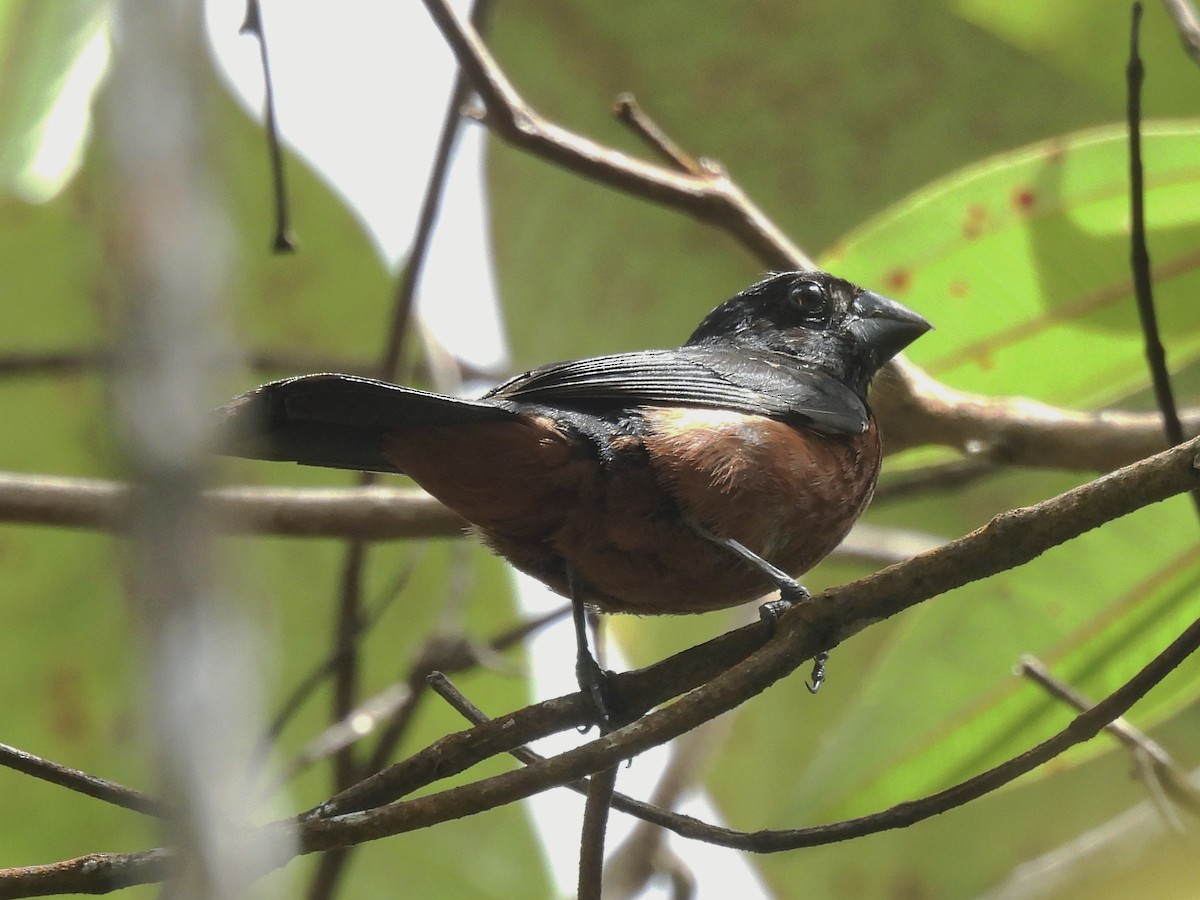 Chestnut-bellied Seed-Finch - ML641210302