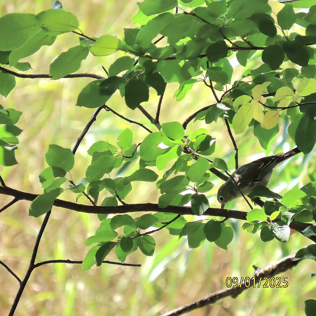 Plumbeous Vireo - ML641210304