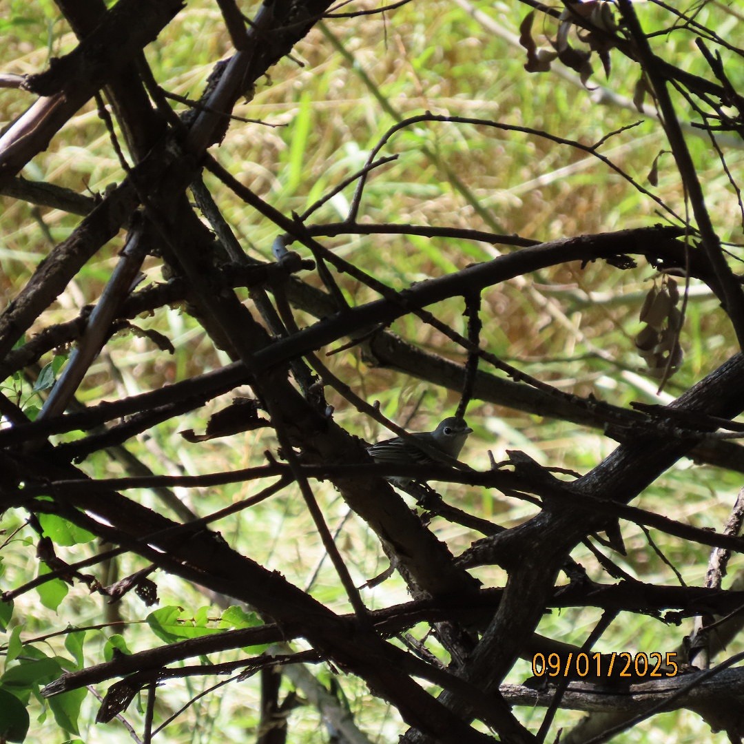 Plumbeous Vireo - ML641210305