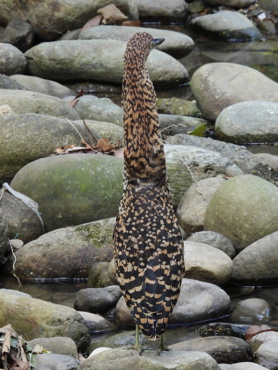Fasciated Tiger-Heron - ML641210325
