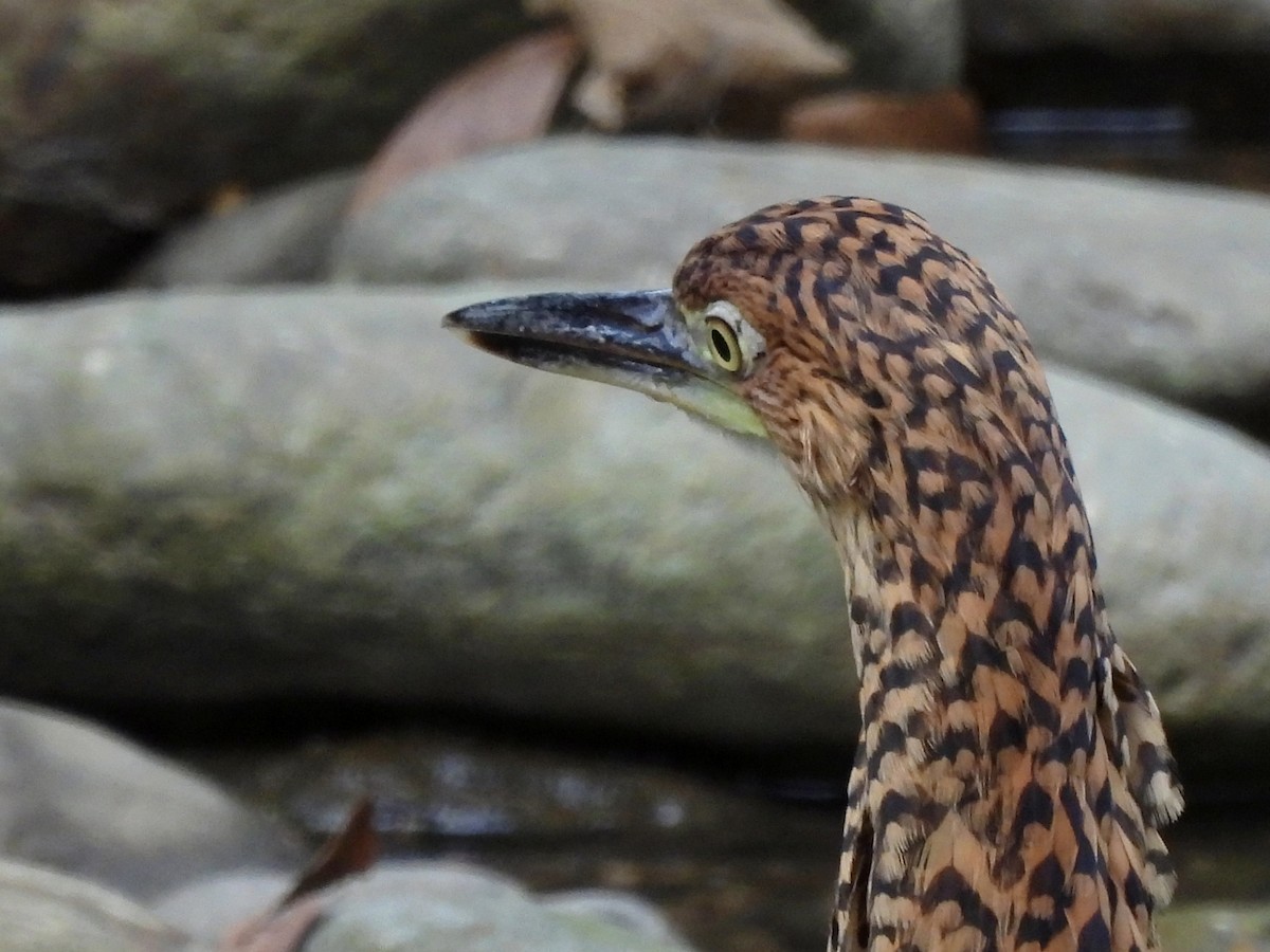 Fasciated Tiger-Heron - ML641210326