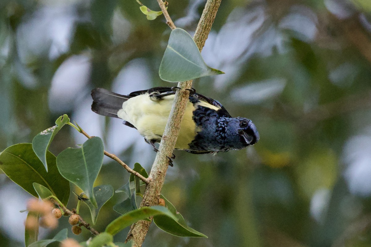 Turquoise Tanager - ML641210332