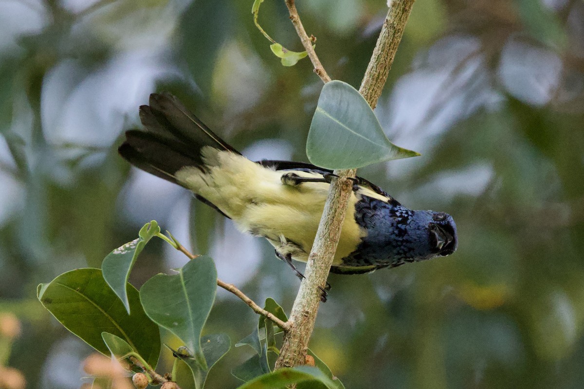 Turquoise Tanager - ML641210334