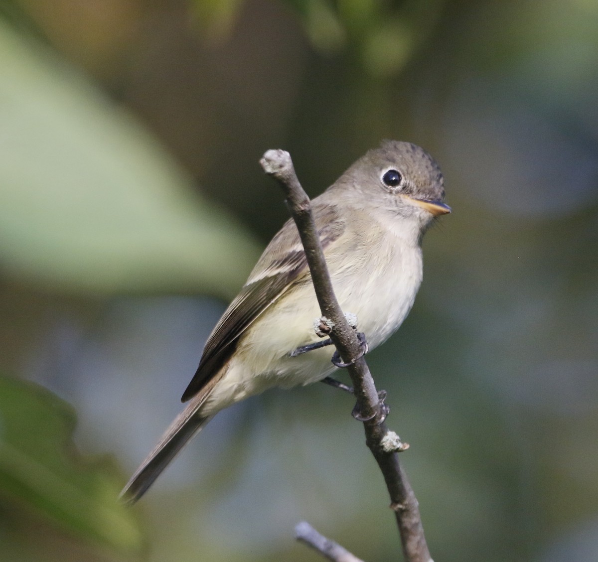 Empidonax sp. - ML641210359
