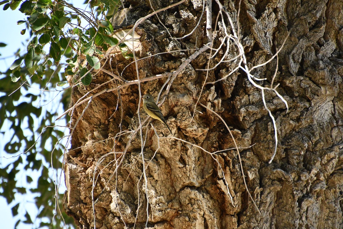 Hammond's Flycatcher - ML641210382