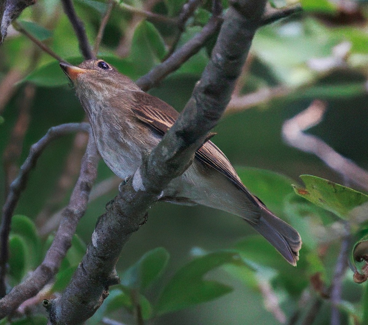 Brown-streaked Flycatcher - ML641210401