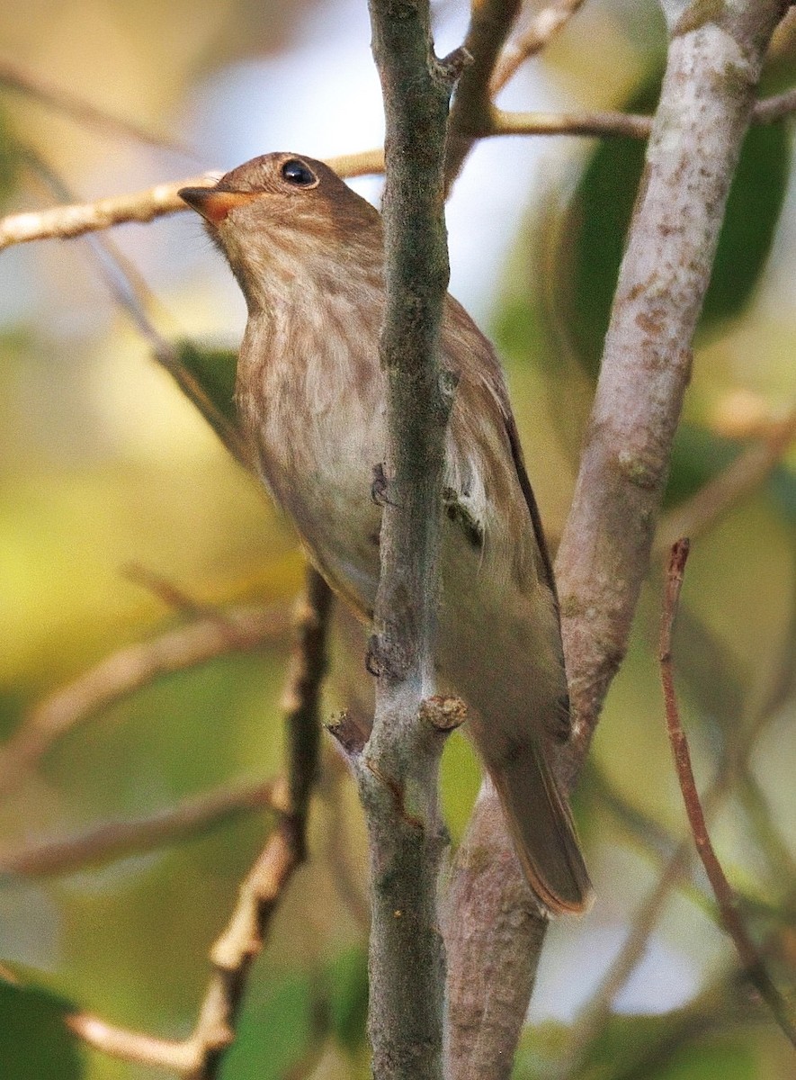 Brown-streaked Flycatcher - ML641210408