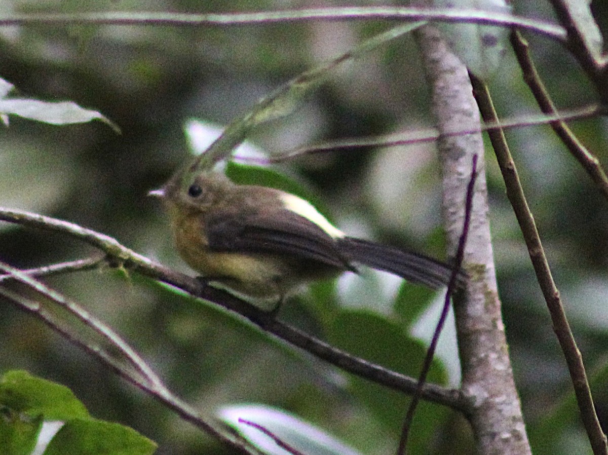 Black-tailed Flycatcher - ML641210421