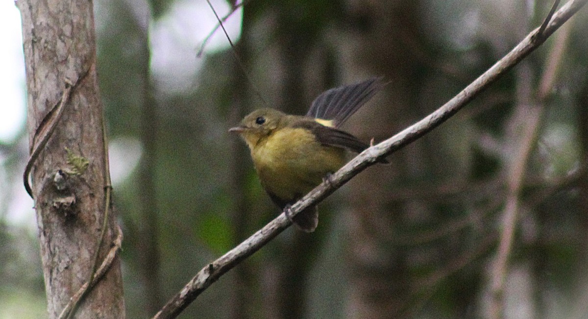 Black-tailed Flycatcher - ML641210422