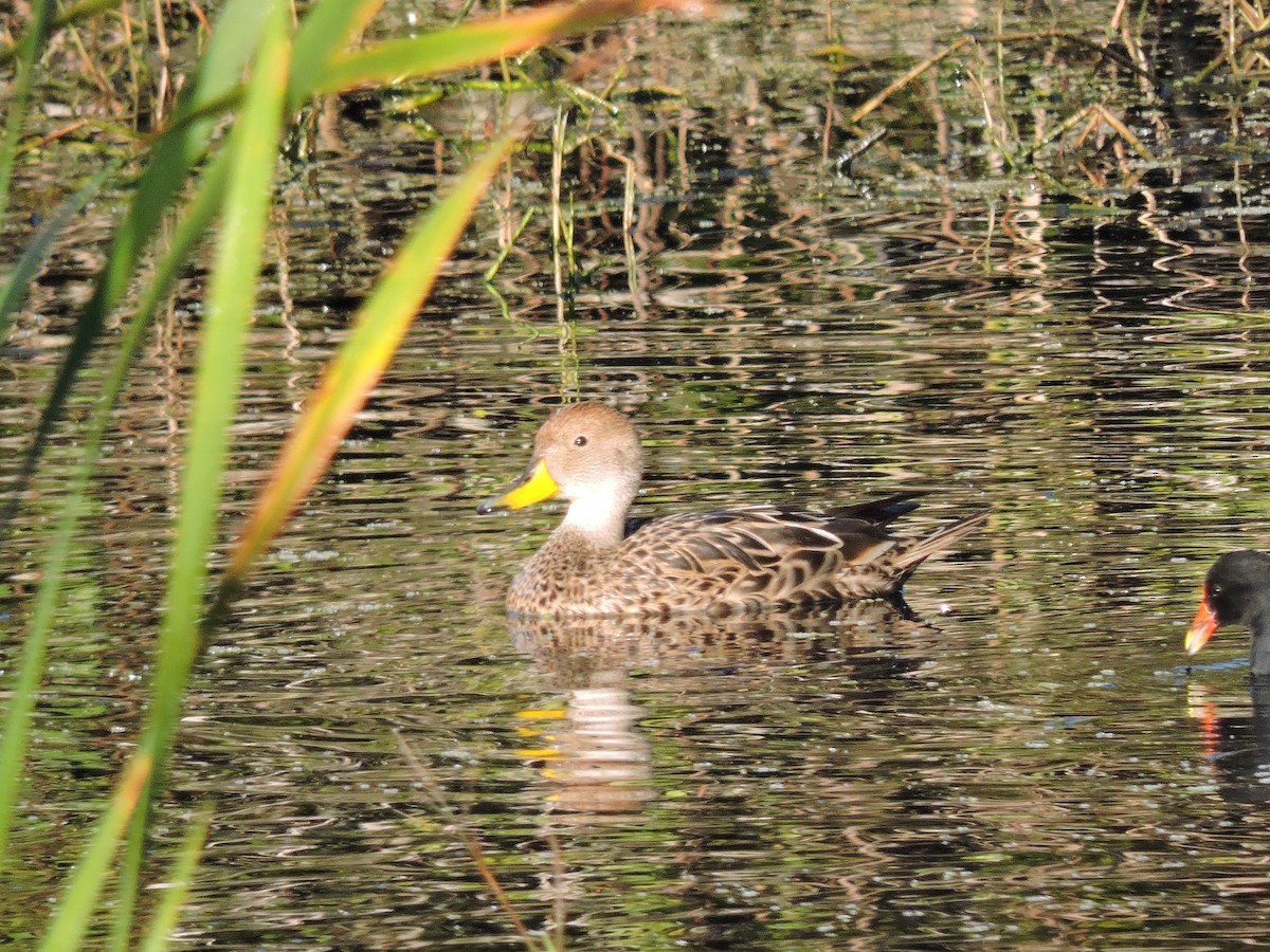 Yellow-billed Pintail - ML641210463