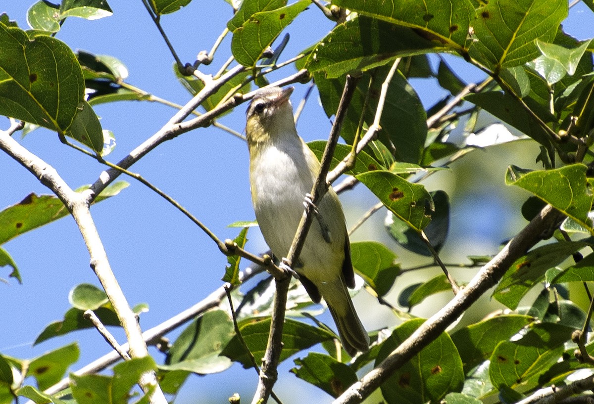 Chivi Vireo - ML641210487