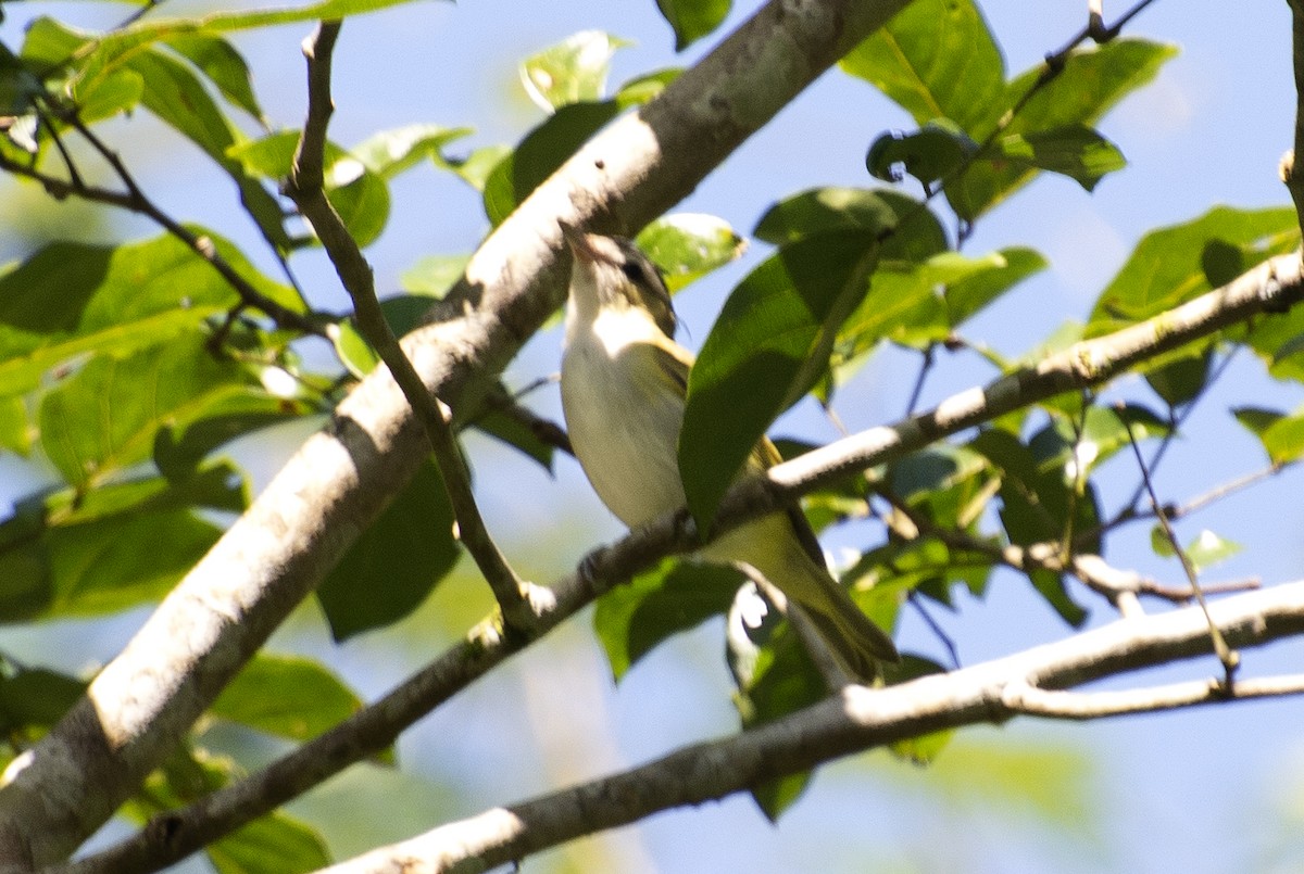 Chivi Vireo - ML641210488