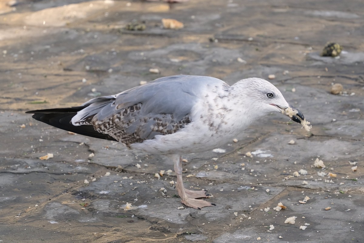 Yellow-legged Gull - ML641210504