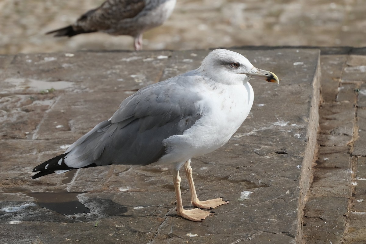Yellow-legged Gull - ML641210506