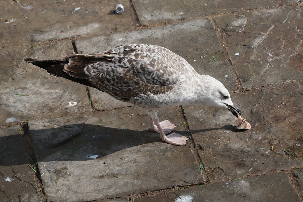 Yellow-legged Gull - ML641210508