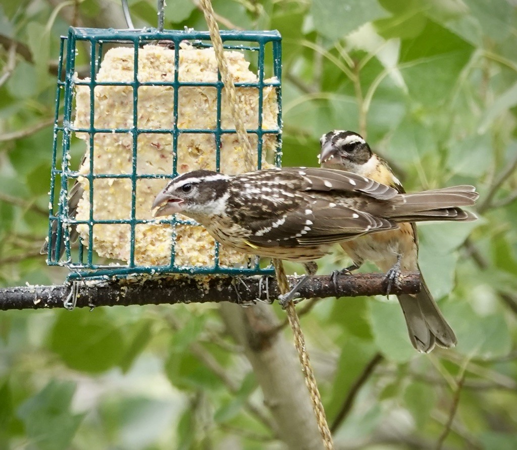 Rose-breasted Grosbeak - ML641210514
