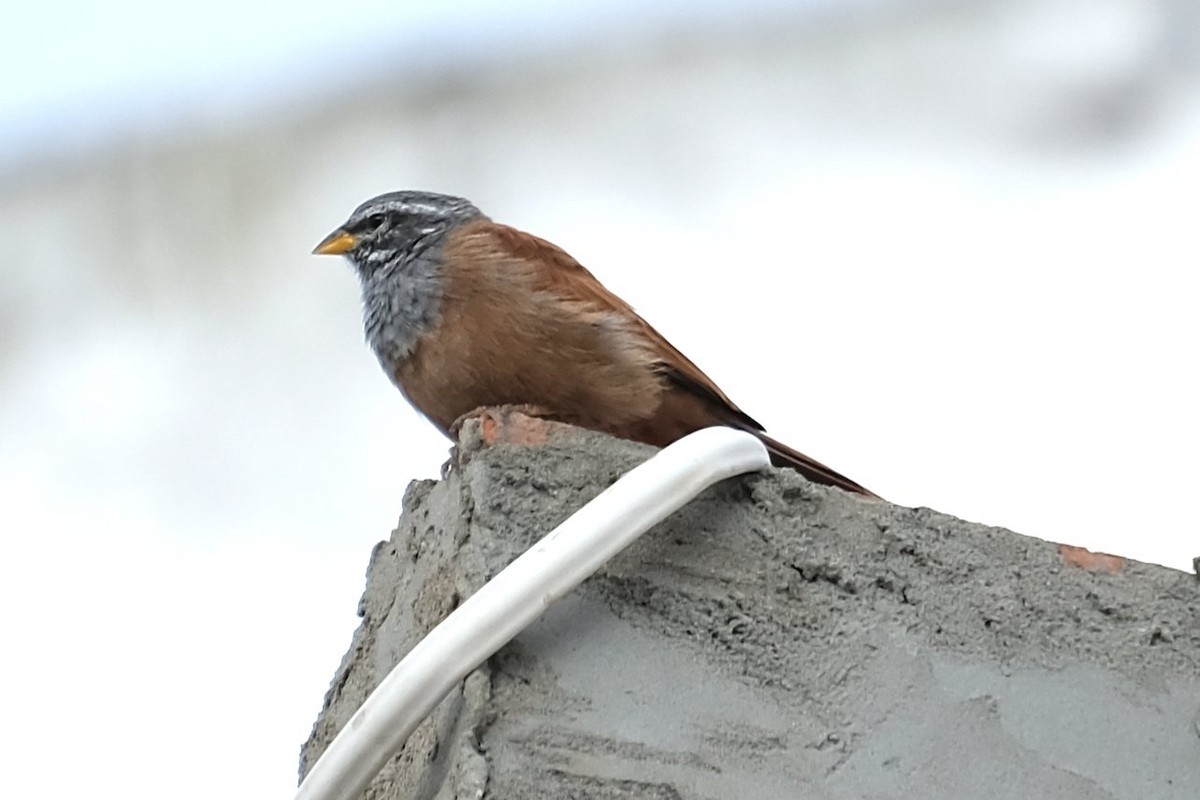 House Bunting - ML641210517