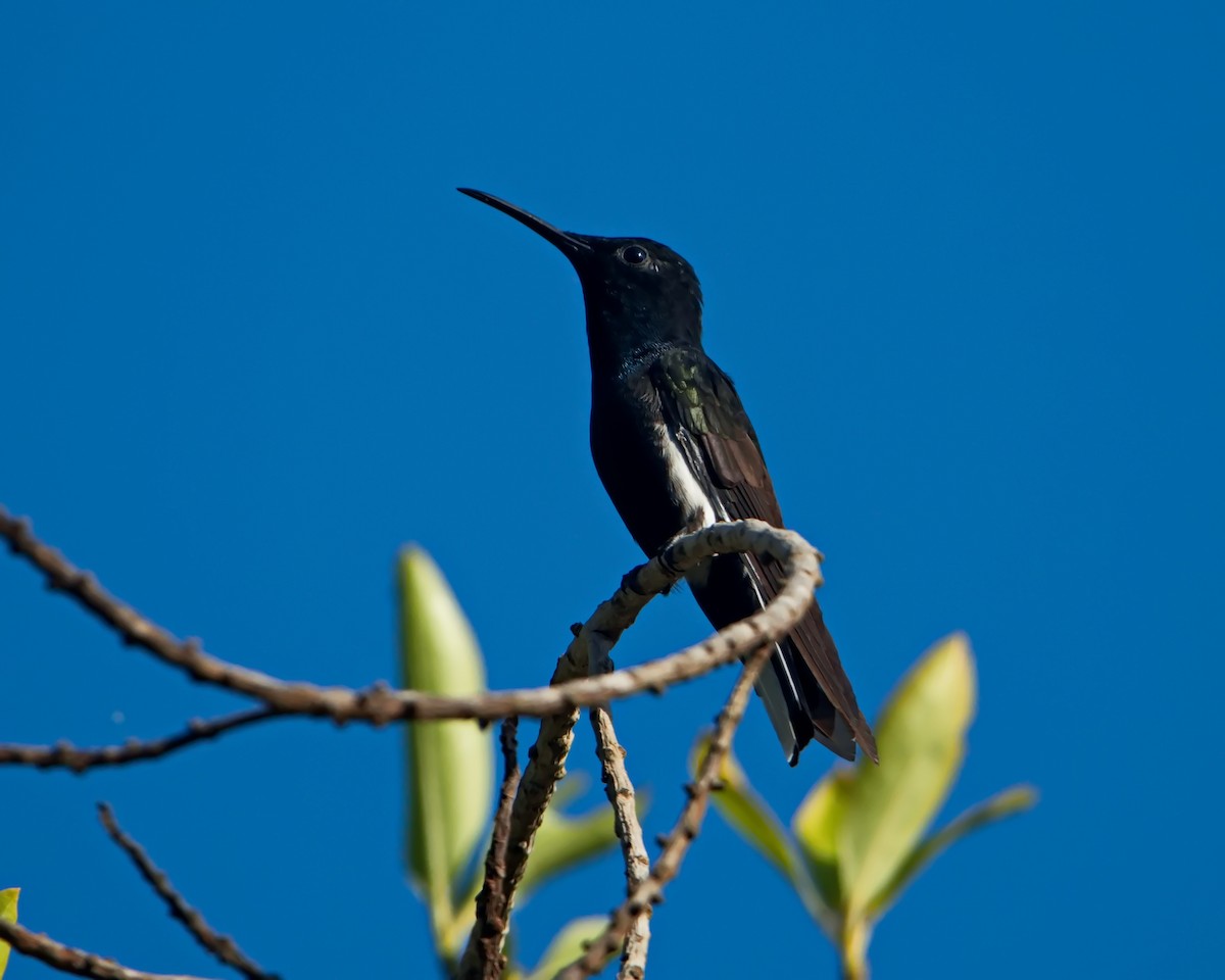 Black Jacobin - ML641210584
