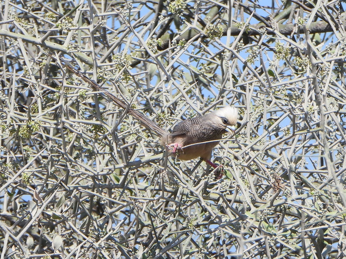White-headed Mousebird - ML641210603