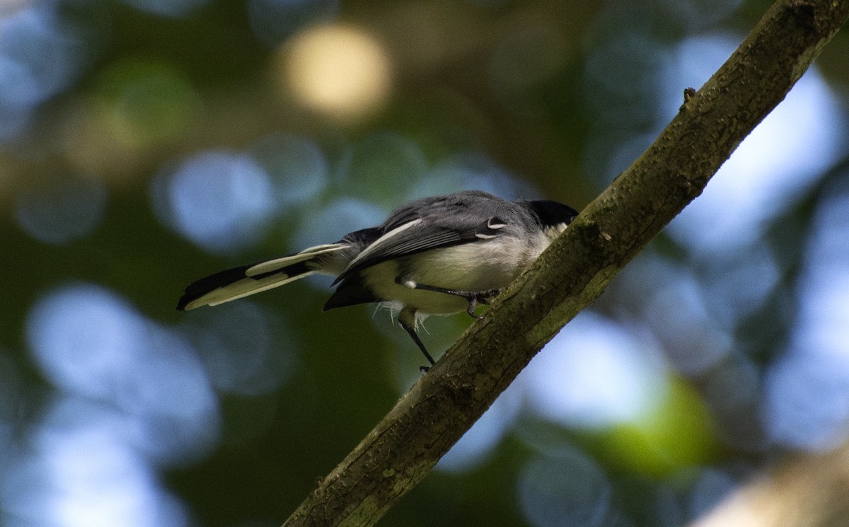 Tropical Gnatcatcher (atricapilla) - ML641210606