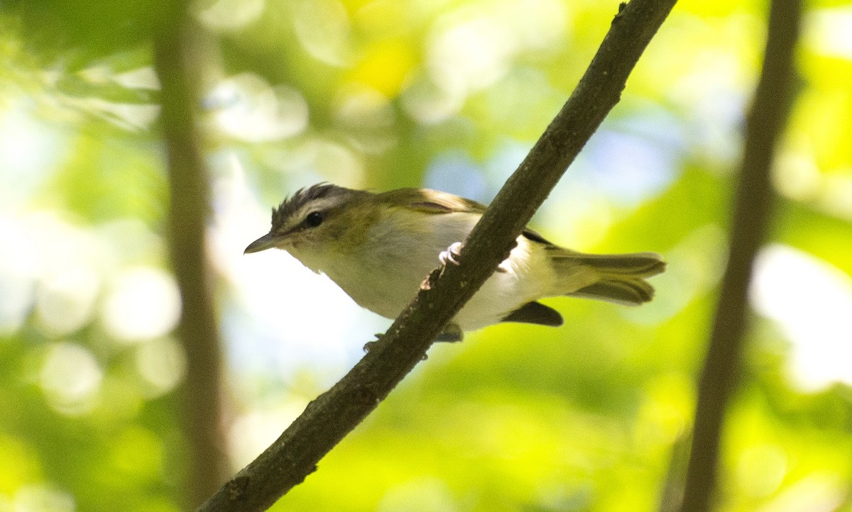 Chivi Vireo - ML641210625