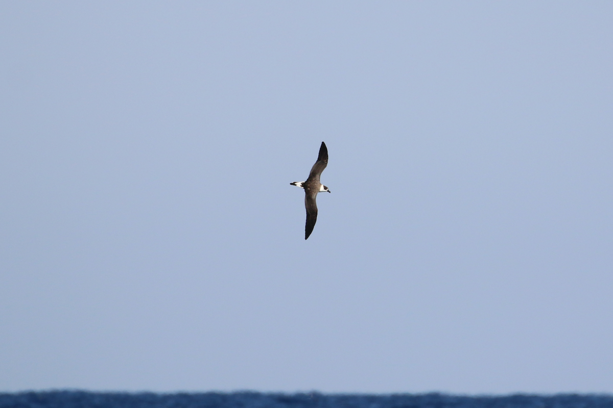 Black-capped Petrel - ML641210637