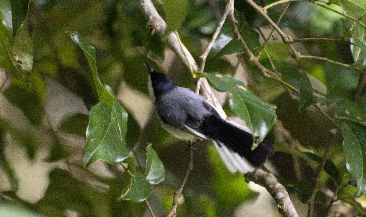 Tropical Gnatcatcher (atricapilla) - ML641210649