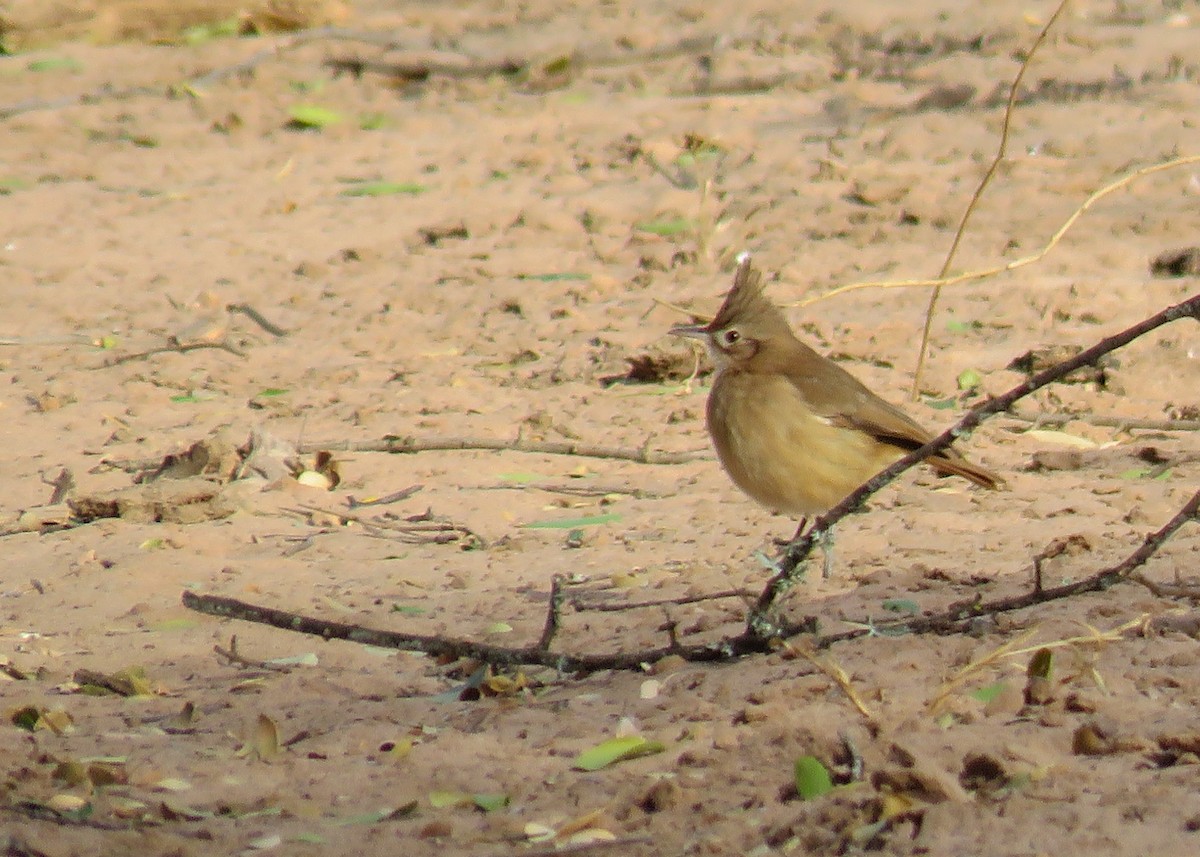 Crested Hornero - ML641210673