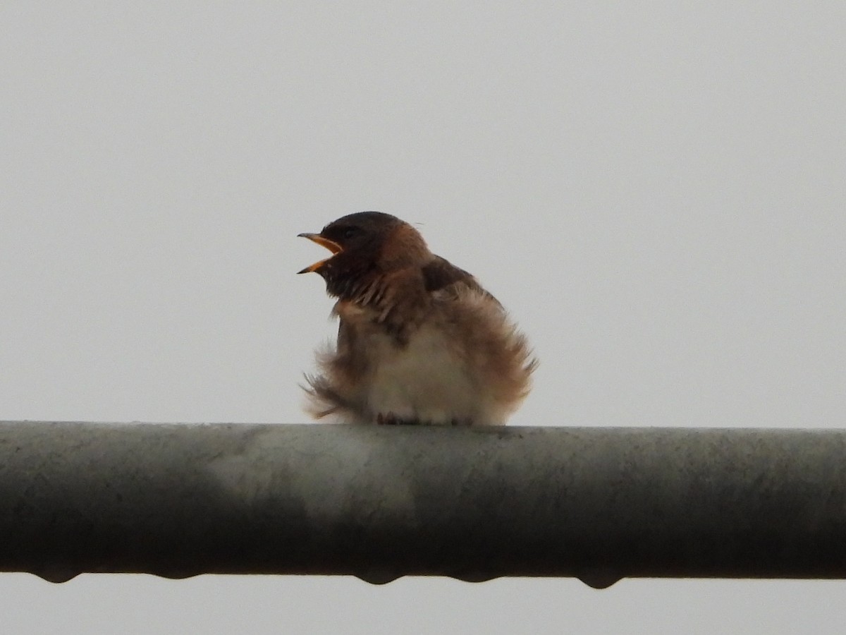 Cliff Swallow - ML641210676
