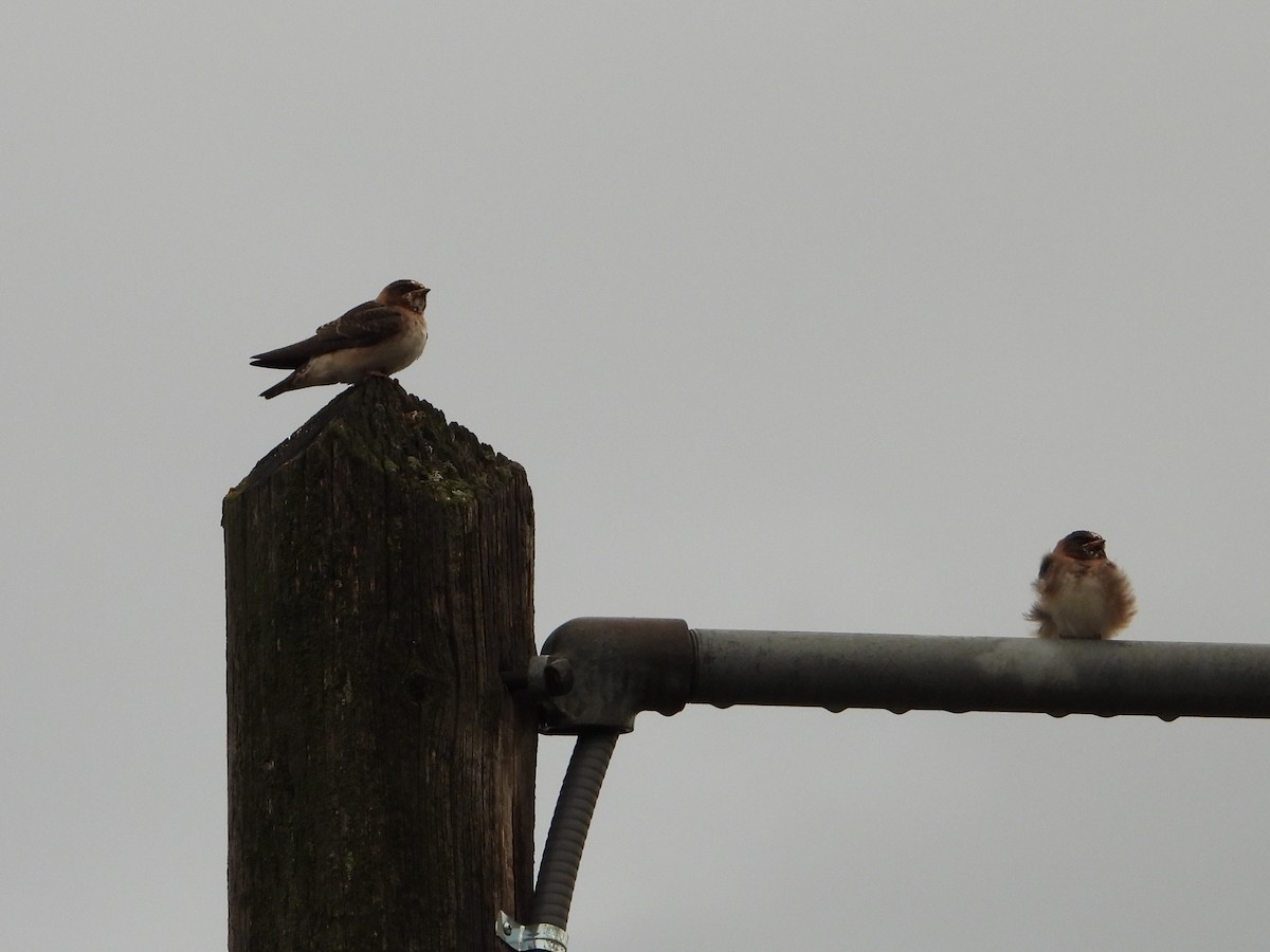 Cliff Swallow - ML641210677