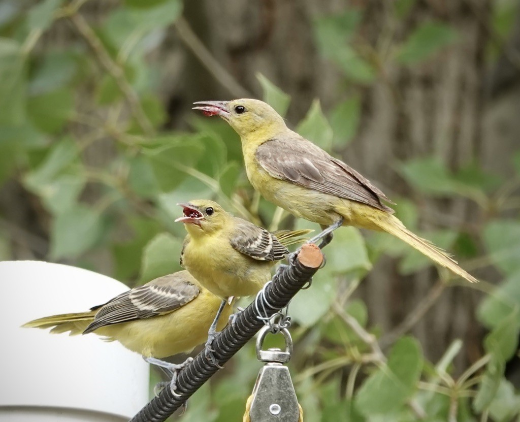 Hooded Oriole (nelsoni Group) - ML641210685