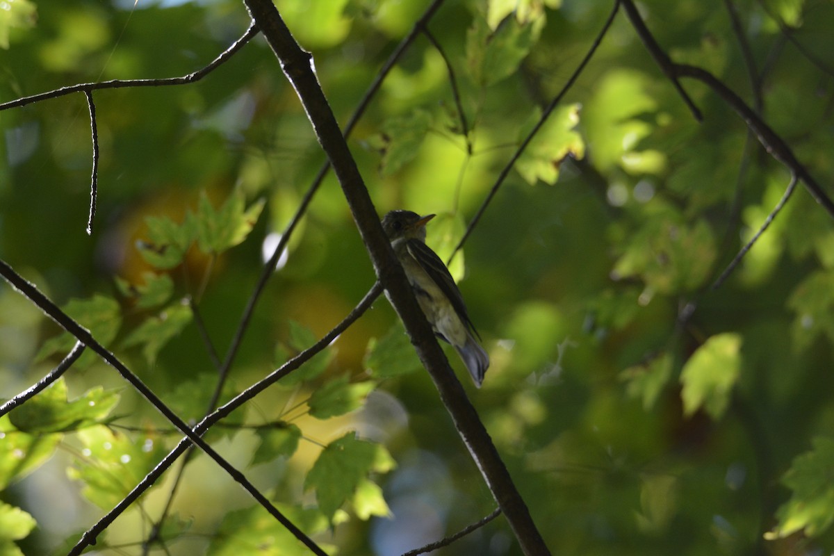 Alder/Willow Flycatcher (Traill's Flycatcher) - ML641210698