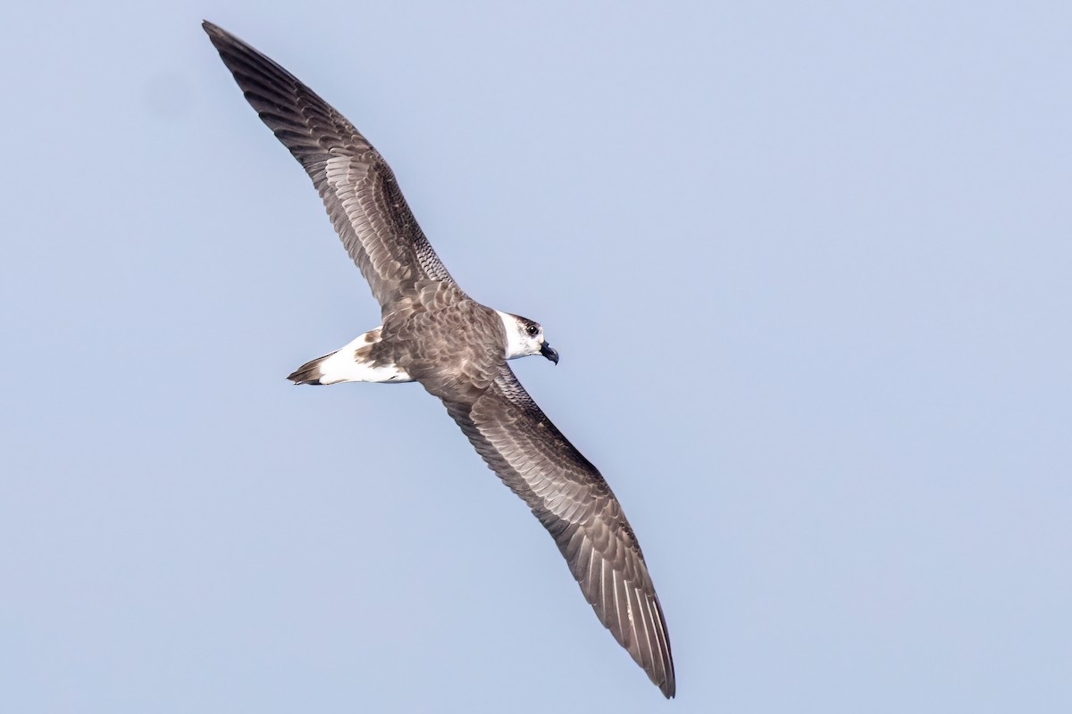 Black-capped Petrel - ML641210700