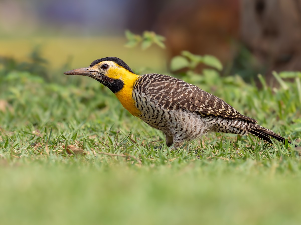 Campo Flicker - ML641210725