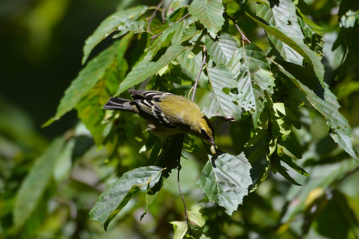 Bay-breasted Warbler - ML641210739