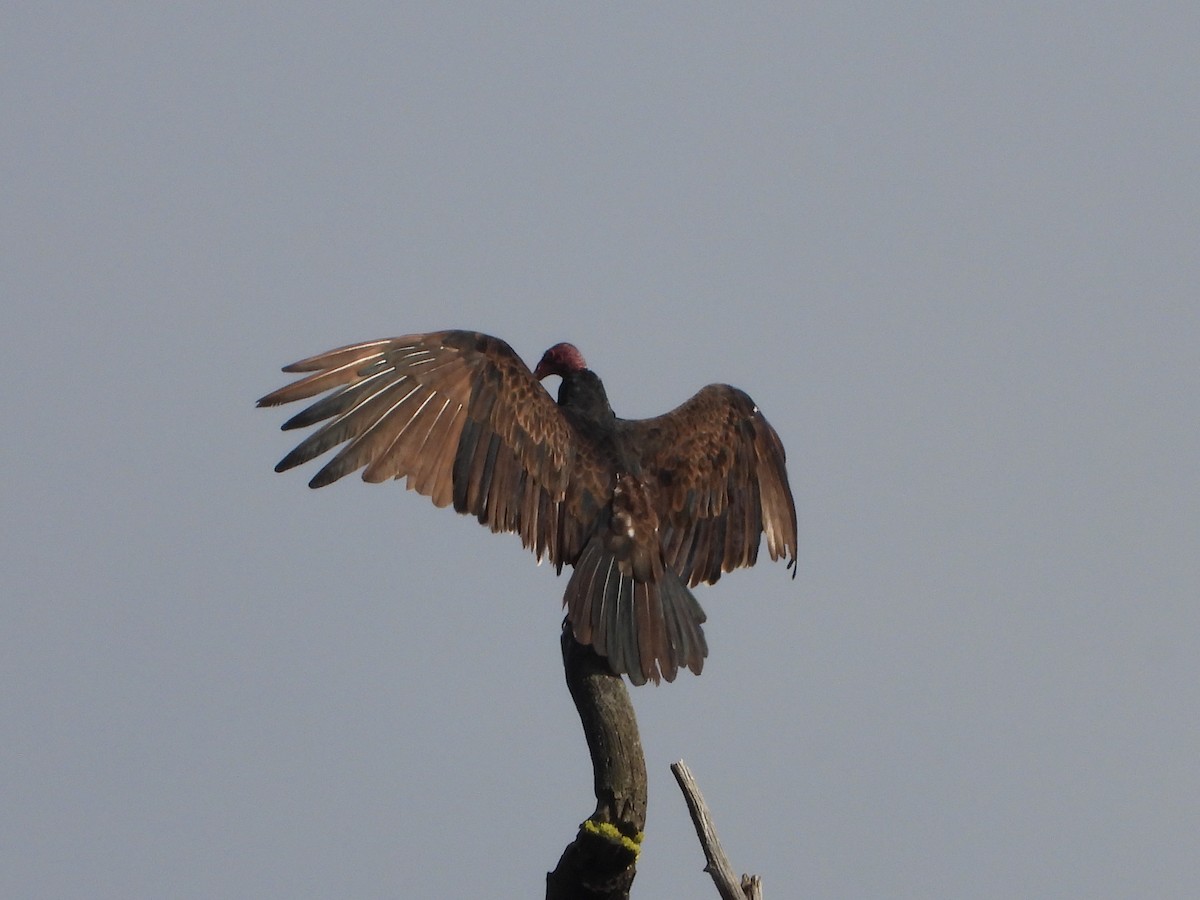 Turkey Vulture - ML641210743