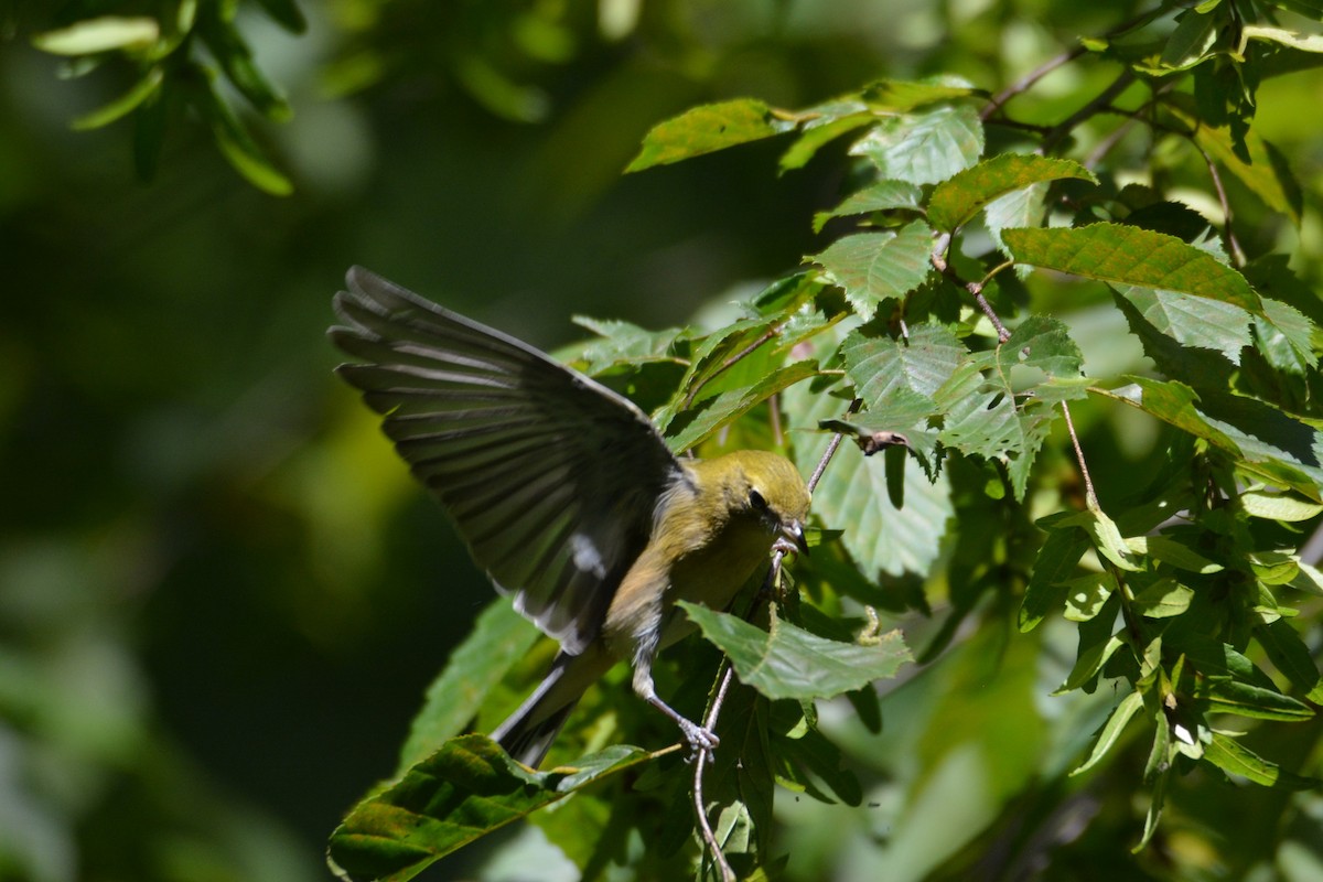 Bay-breasted Warbler - ML641210746